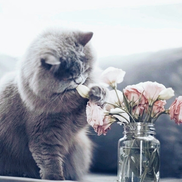 ? cat