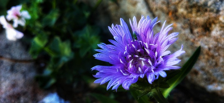 flower