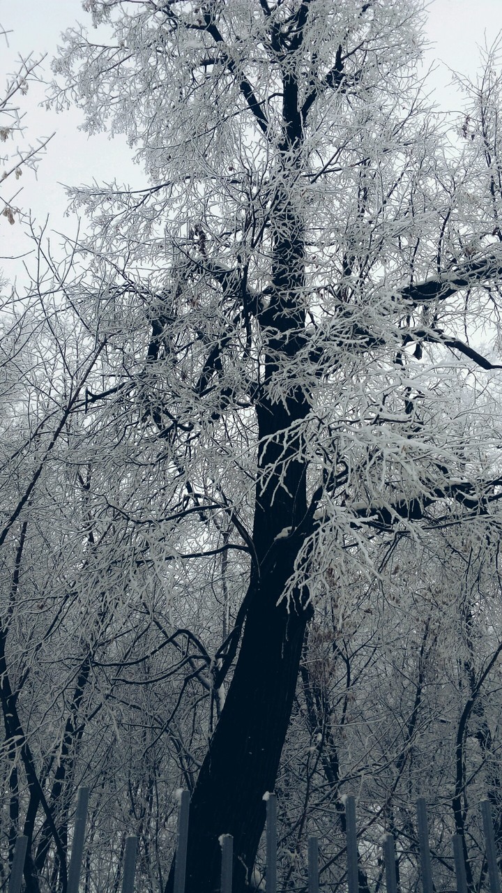 одинокое дерево