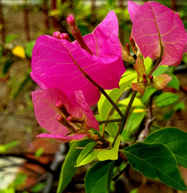 leaves