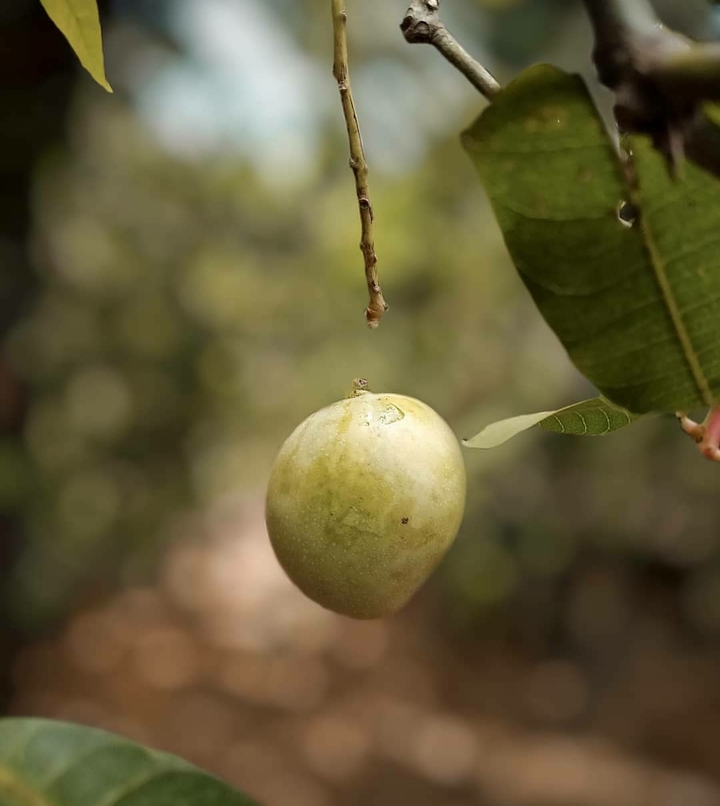 Mango