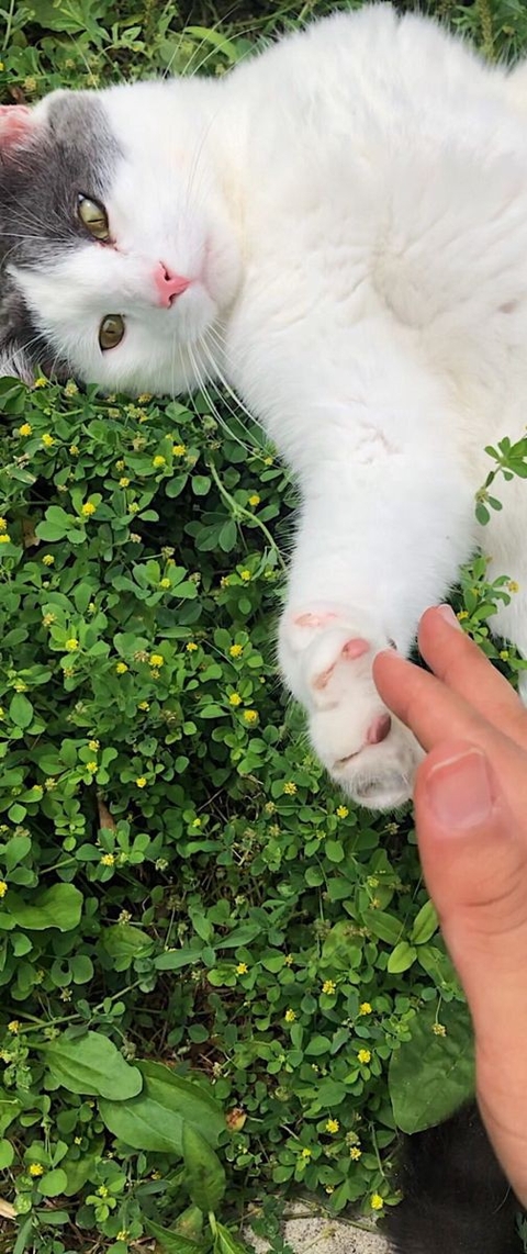 Cute, felidae duvar kağıtları