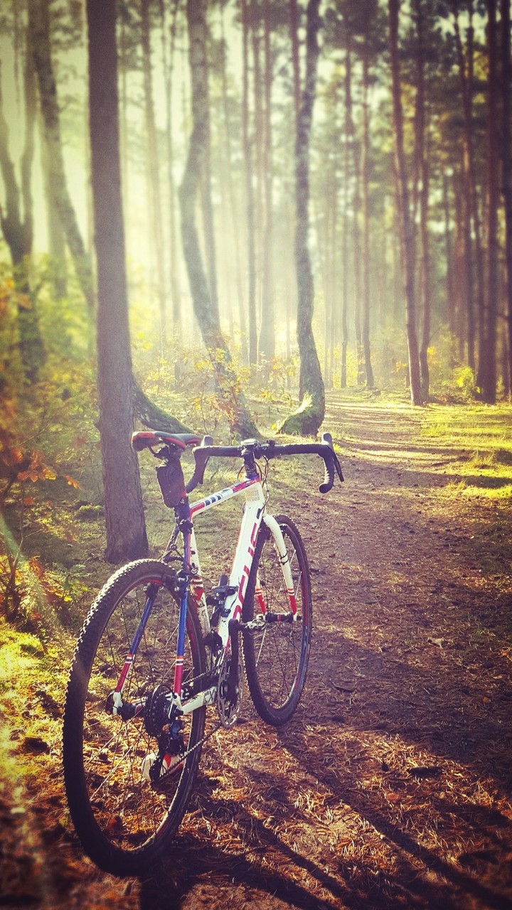 Nic forest