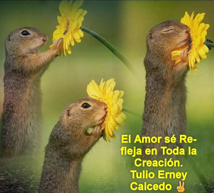 El Reflejo del Amor