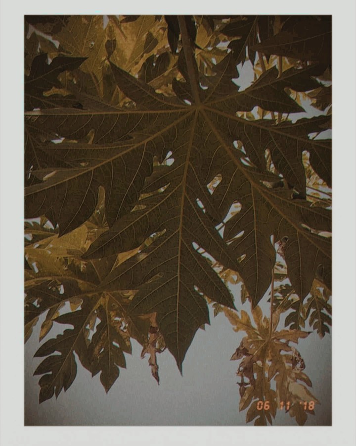 papaya leaves