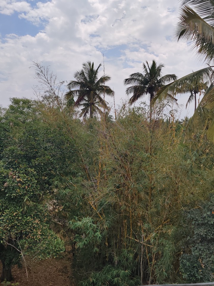 trees