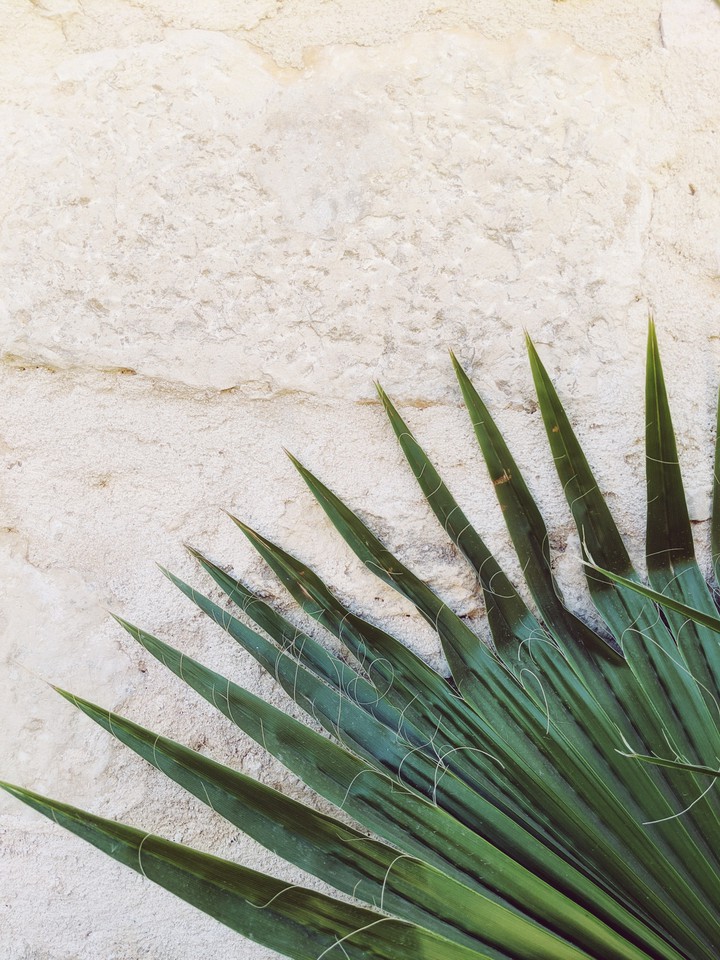 Sicilian tropics