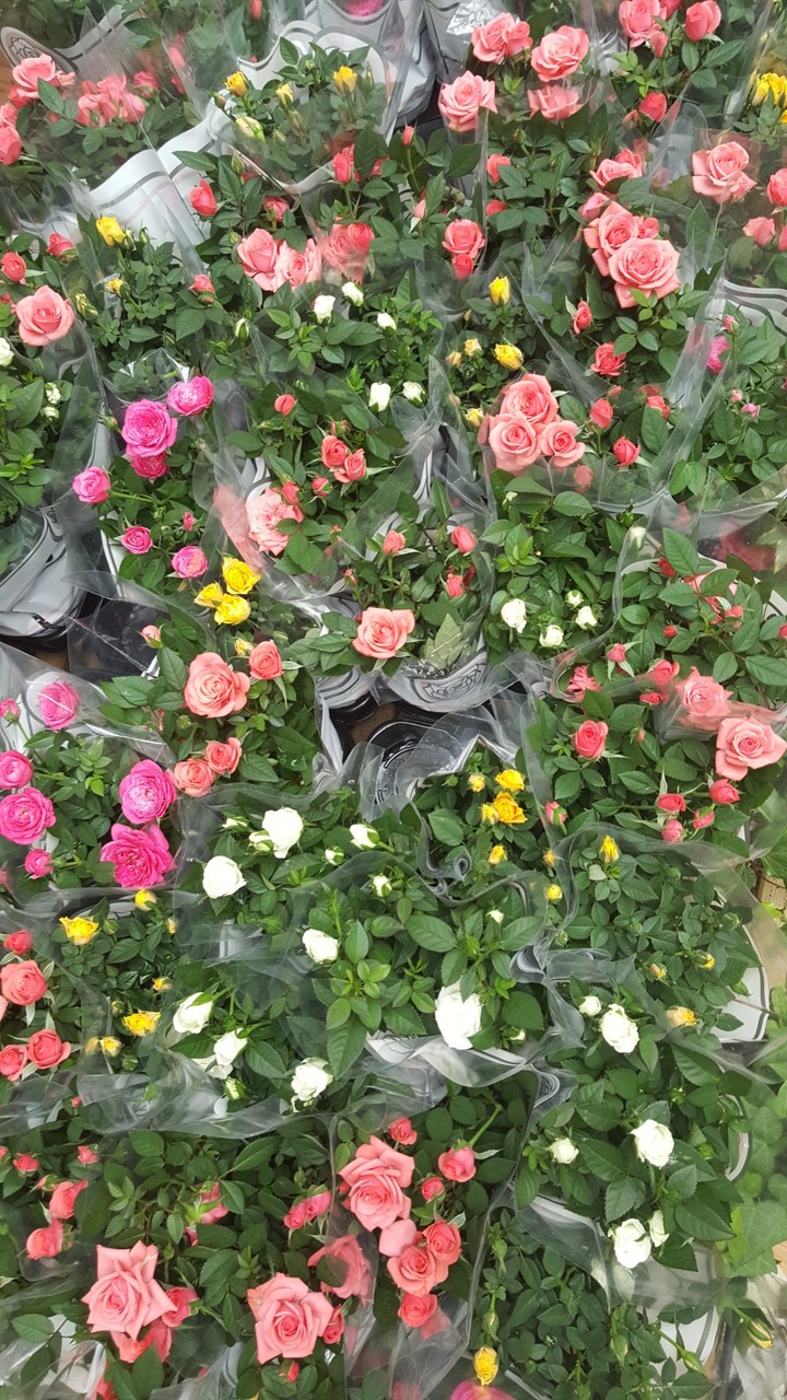 flowers