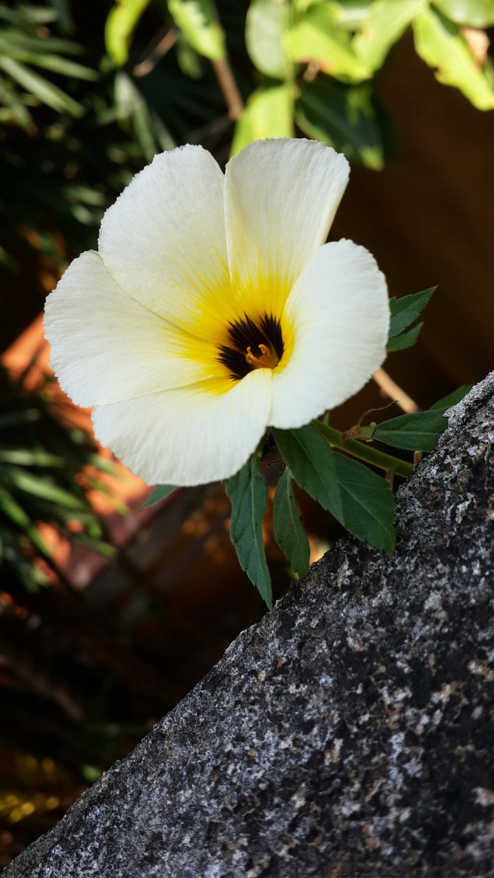 Beautiful flower
