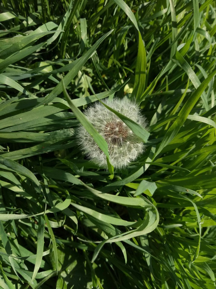 flower tiraspol