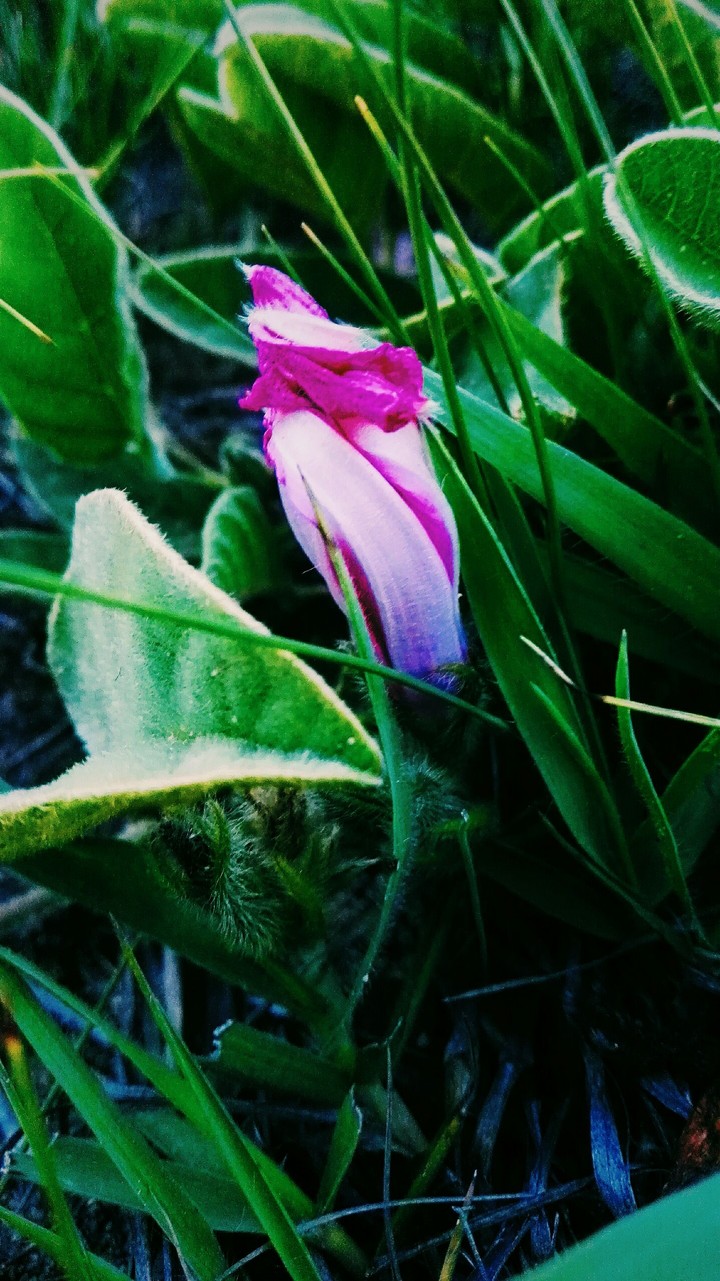 Hidden beauty