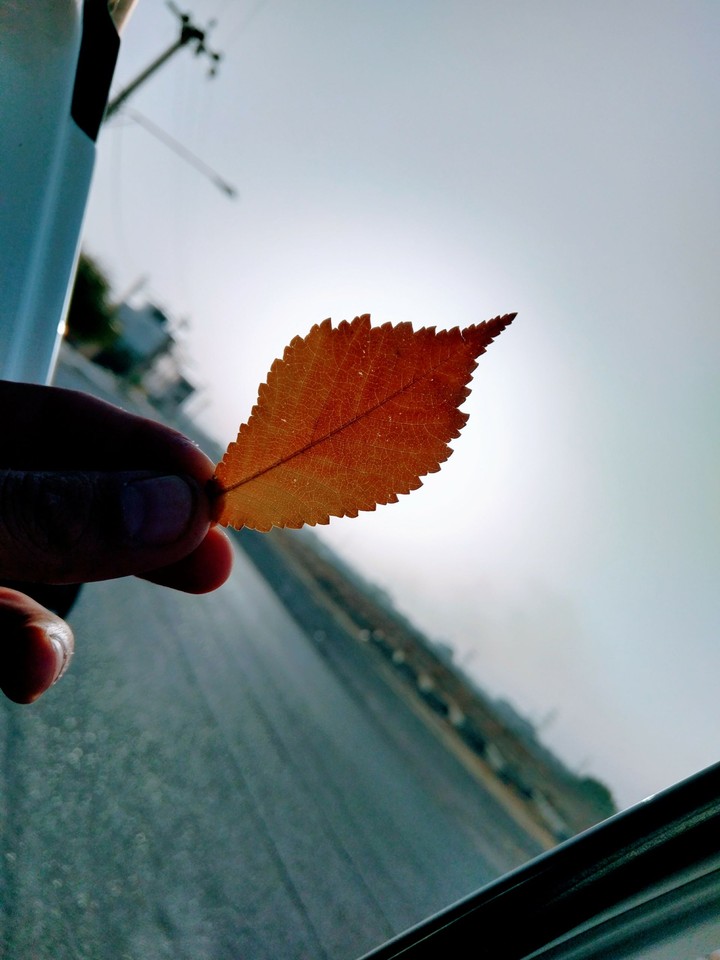 leaf