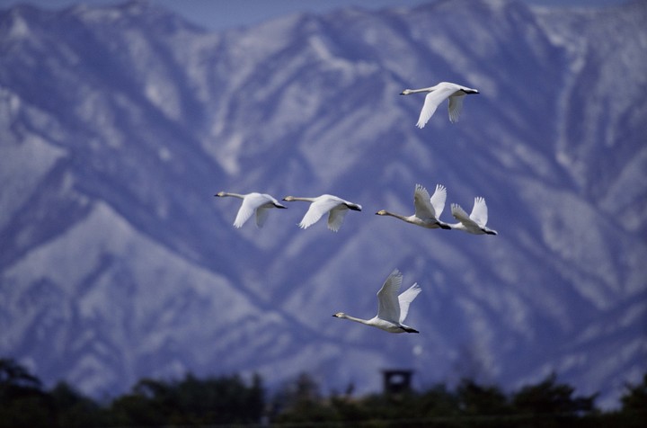 Birds