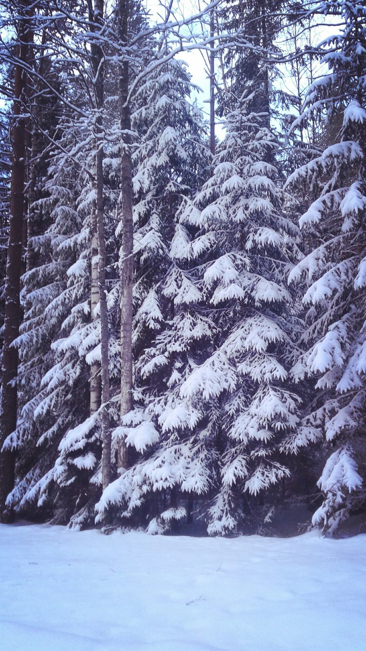 лагерь зеркальный