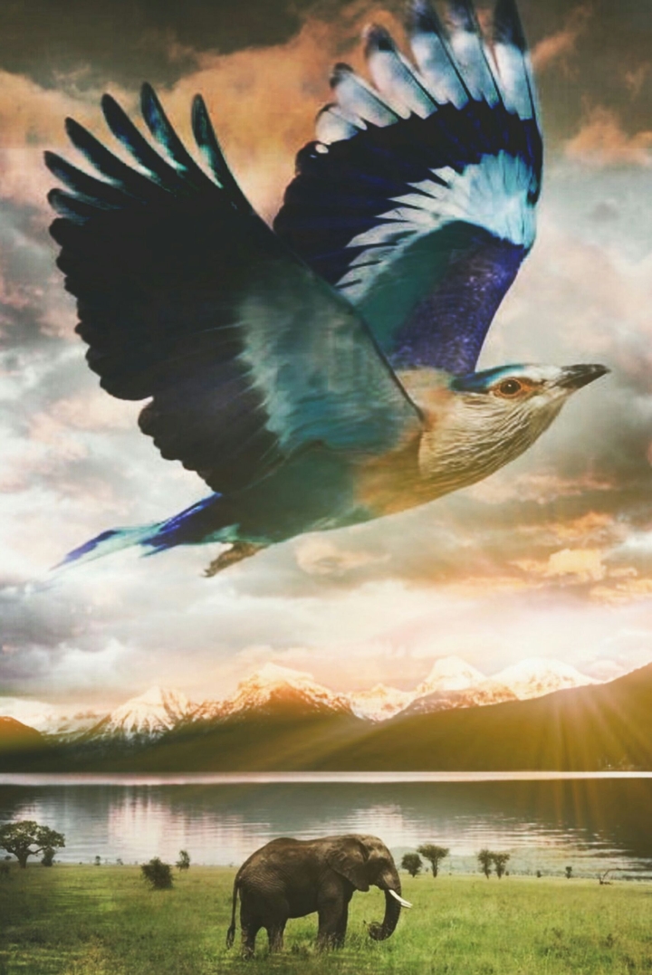 birds flying high