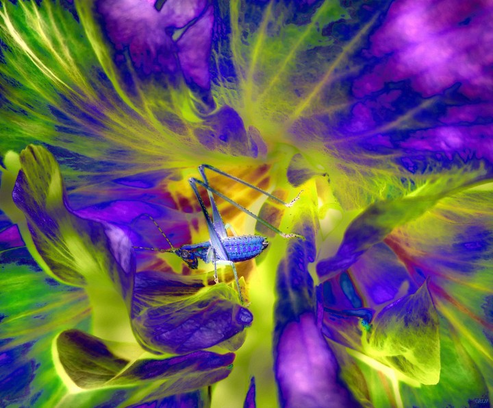 katydid abstract 7