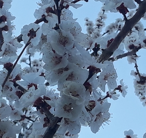 apricot blossom