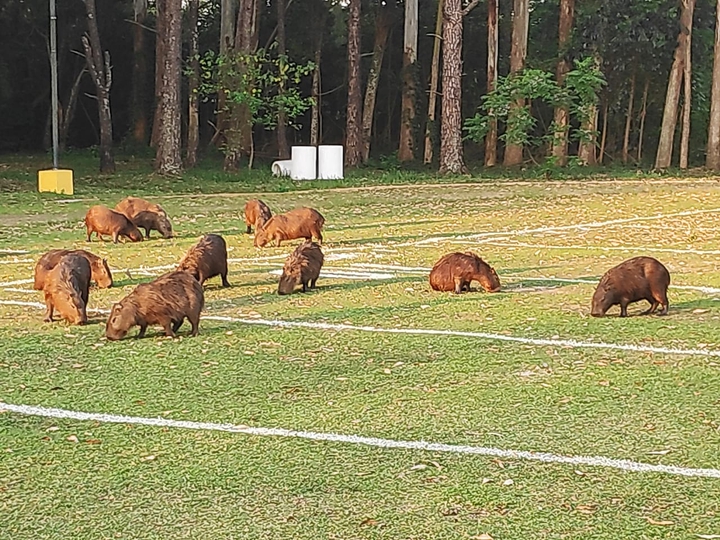 Capivara