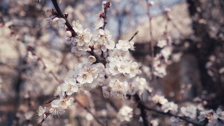 Spring