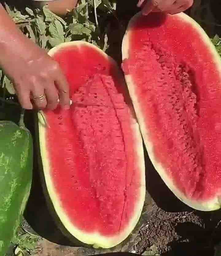 Iraqi watermelon