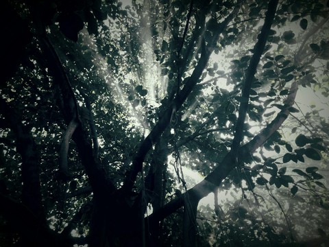 HORROR TREE