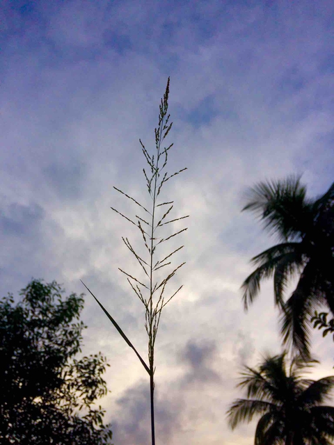#nature