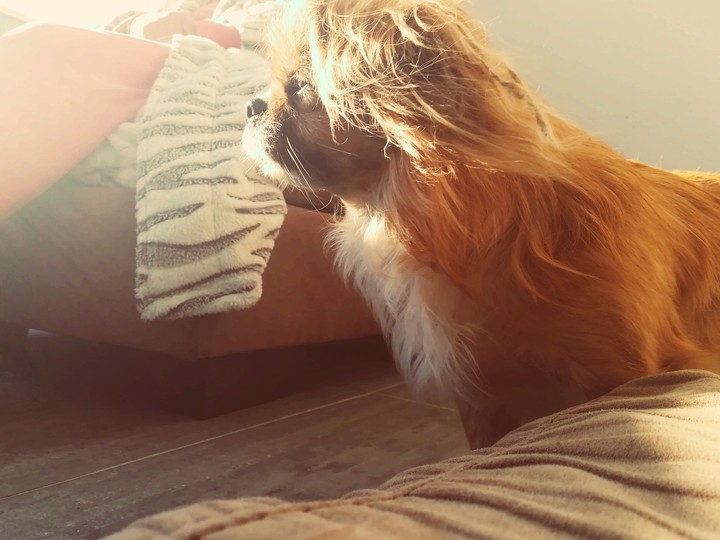 my dog