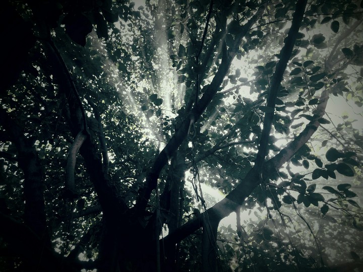 HORROR TREE