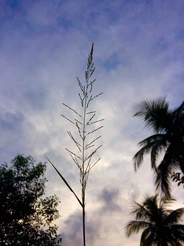 #nature
