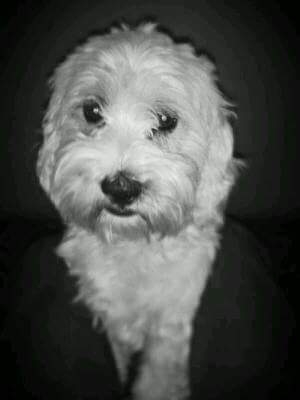 meu cachorro