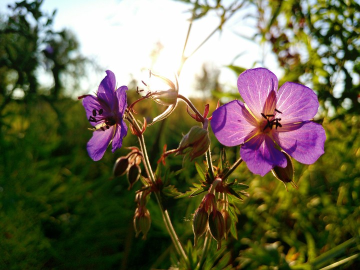 flowers