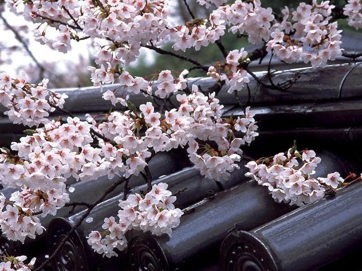 spring