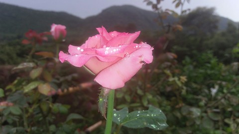 rose