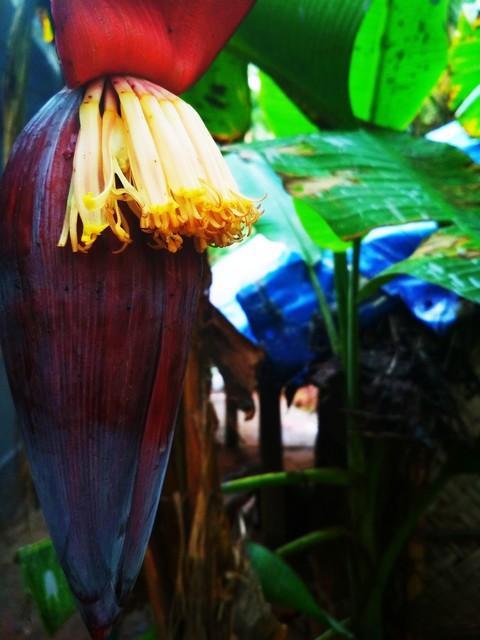 Banana Flower