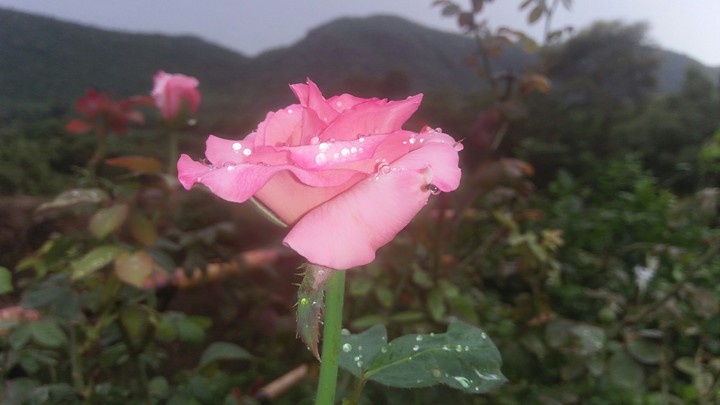 rose