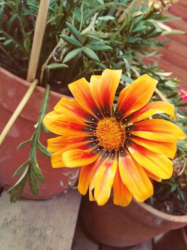 Beautiful Flower...
