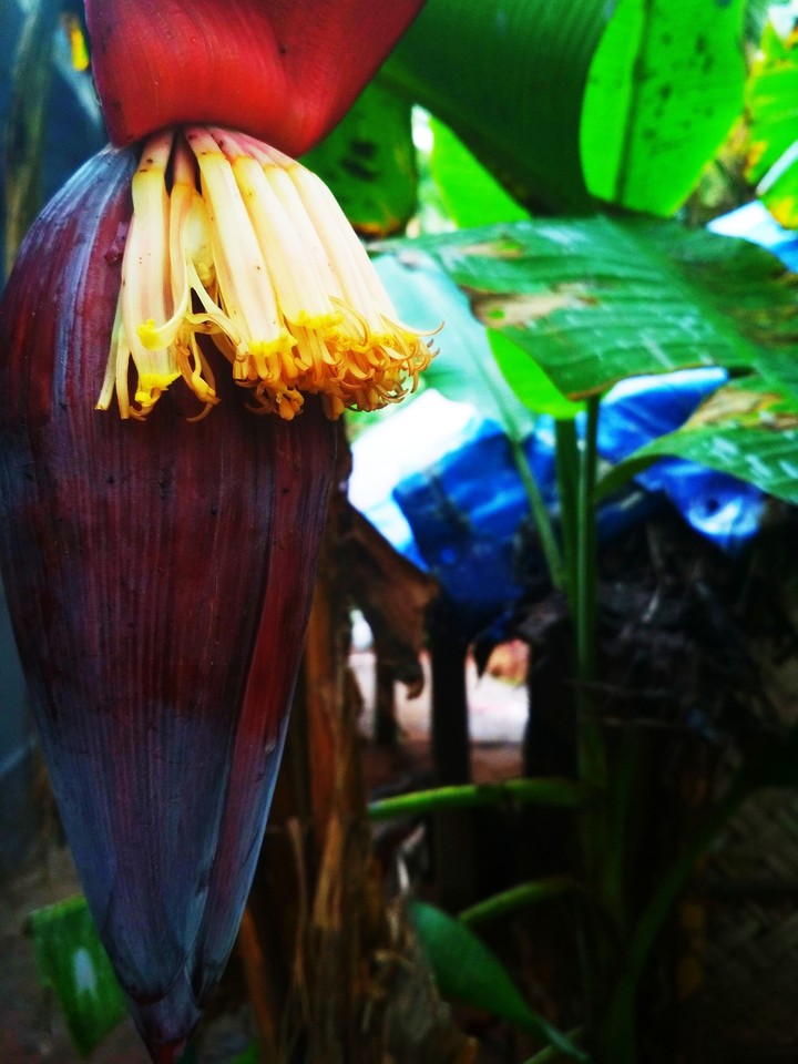 Banana Flower