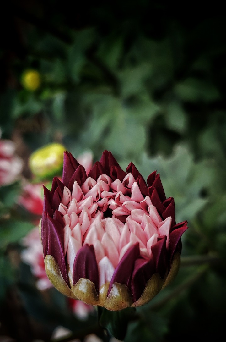 beautiful flower