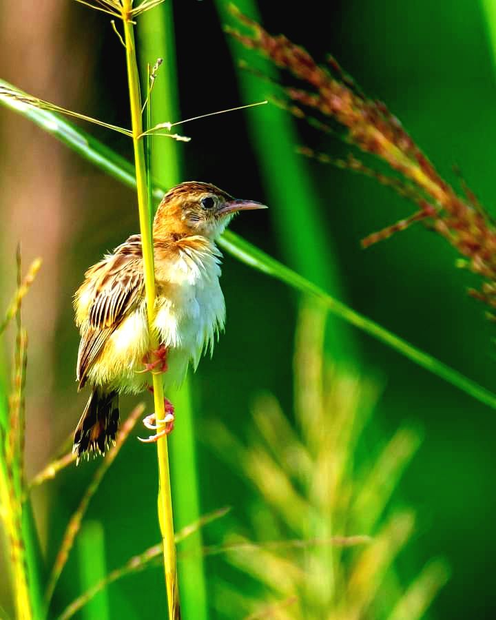 Bird