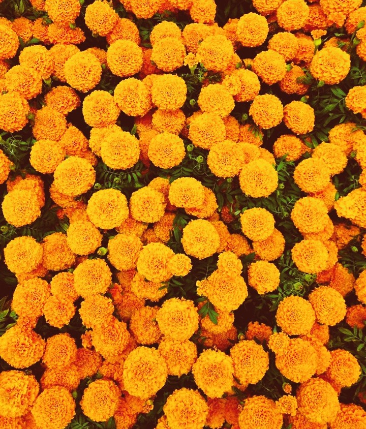 cempasúchil flores de México