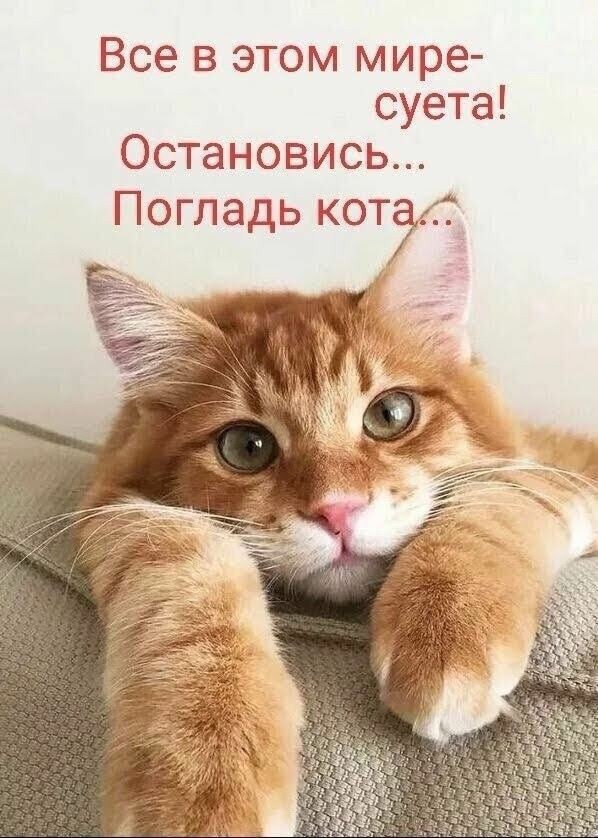 кот