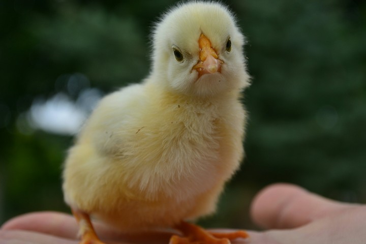 Chicken