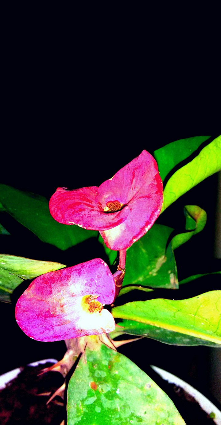 flores