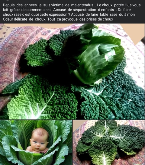 ταπετσαρίες mustards, Cabbage