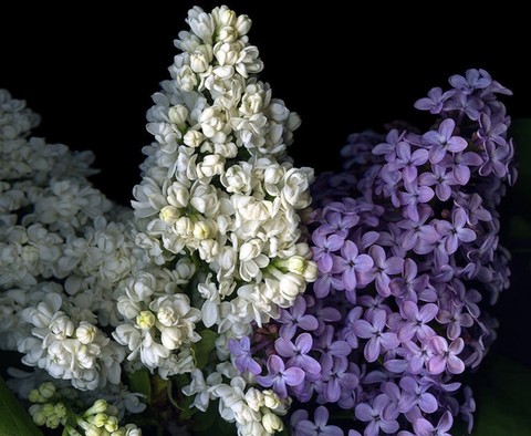 papéis de parede wildflower, Close-up