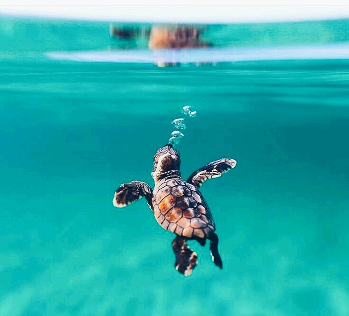 turtle