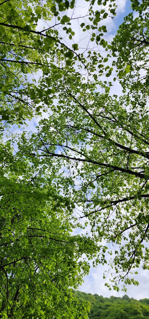 sfondi spring, nature