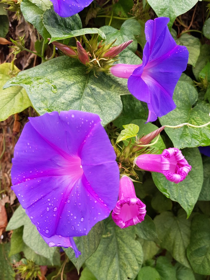 lush purple