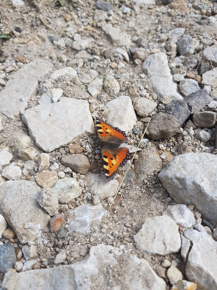butterfly