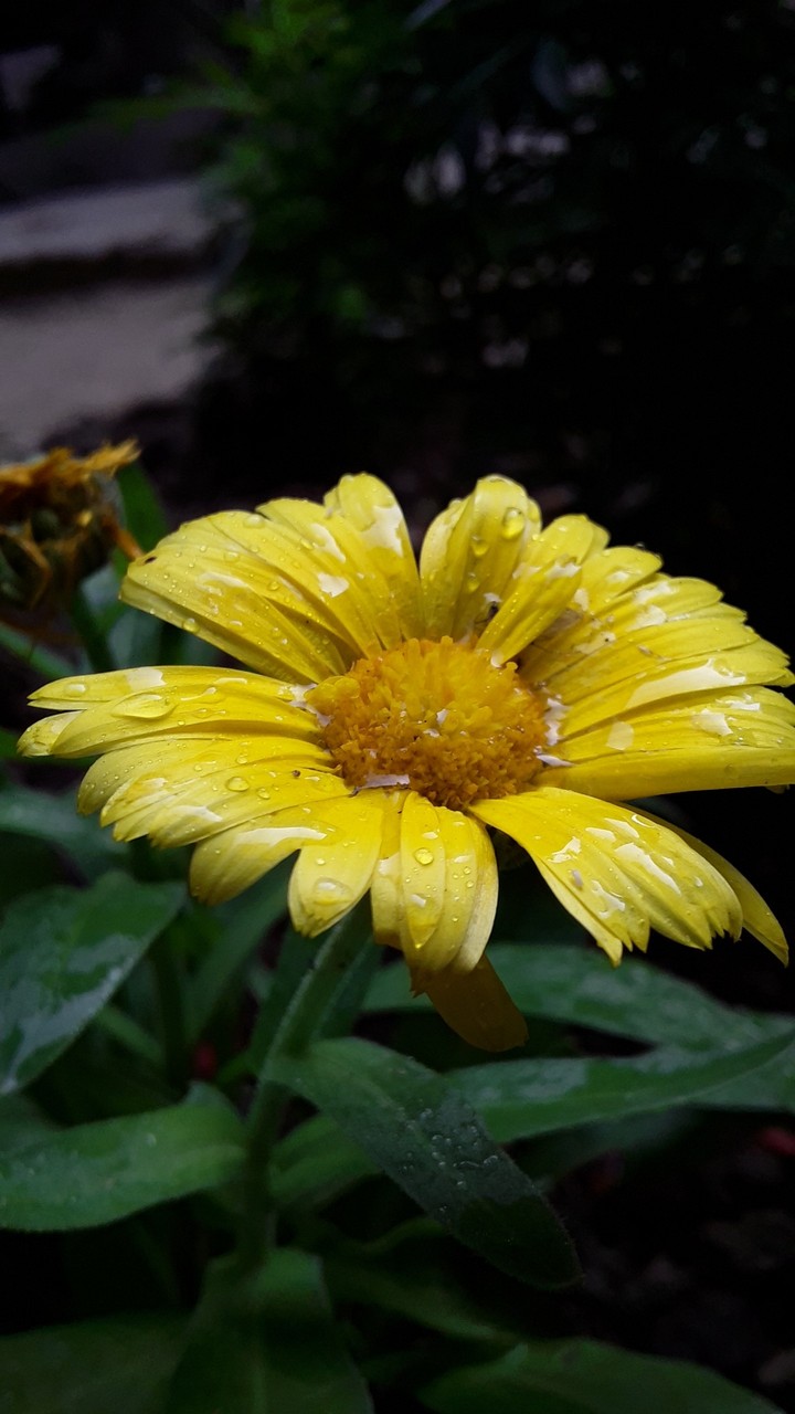 flowers